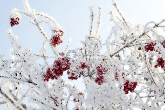 带冰晶的红山莓冬天早上的冰霜图片