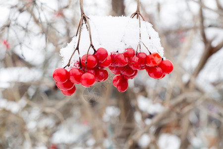 红排山灰浆鲜雪冬季背景图片