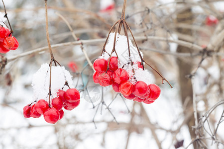 红排山灰浆鲜雪冬季背景图片