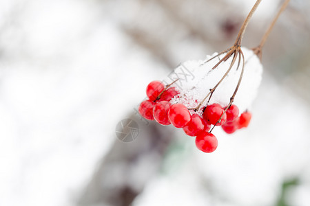 红排山灰浆鲜雪冬季背景图片