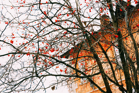 房屋旁树枝上的红莓图片