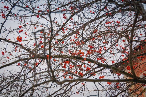 冬天树枝上的红莓图片