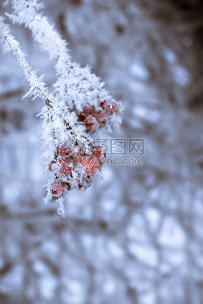 冬天带冰晶的红线浆果图片