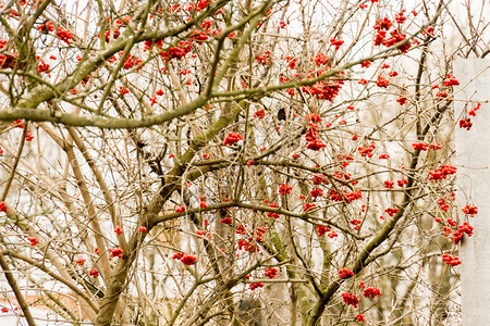 秋天在树枝上红山灰莓图片