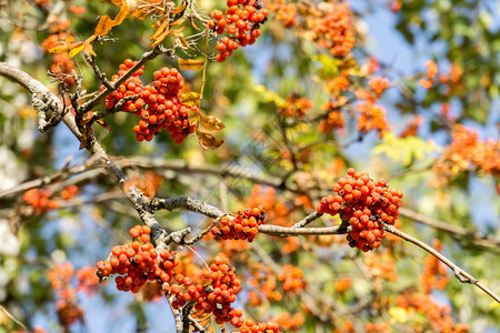 秋天在树枝上的果实背景图片