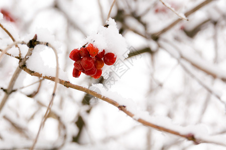 山灰的树枝白底雪地的划线树图片