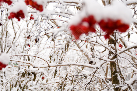 山灰的树枝白底雪地的划线树图片