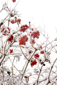 山灰的树枝白底雪地的划线树图片