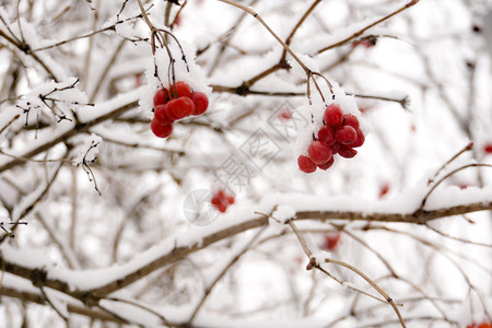 山灰的树枝白底雪地的划线树图片