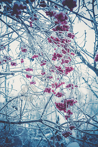 红线山灰浆雪覆盖着山灰浆图片