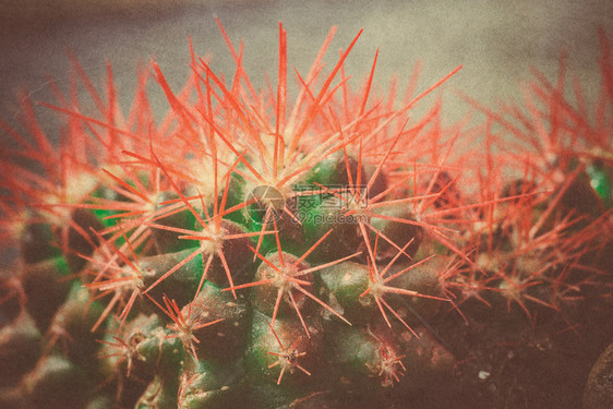 微小的echnoatusgroni彩虹家居植物苏普森特过滤背景图片