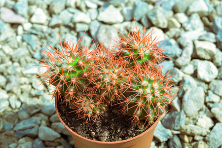 家居植物苏普森特过滤背景图片