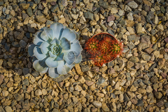 微小的脑电荷外壳彩虹家庭植物苏普兰特图片