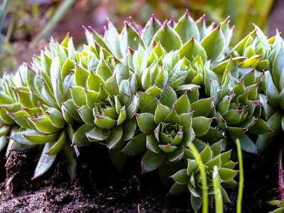 在花园里紧地关闭了suclentacus植物在花园里图片