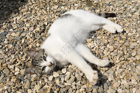 夏日的阳光下可爱猫躺在碎石上图片