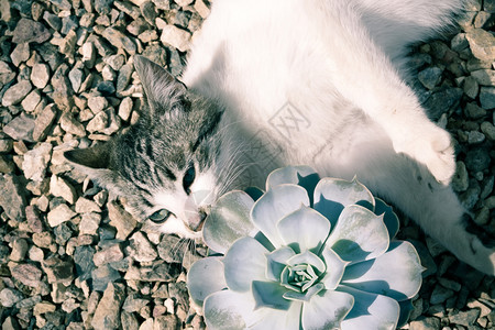 猫与花图片 猫与花素材 猫与花高清图片 摄图网图片下载