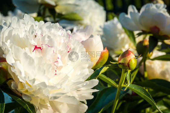 花朵装饰着白色的花朵在园里盛开图片