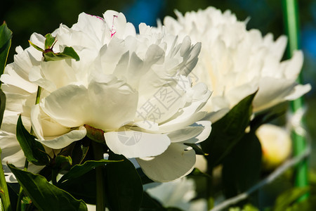 花朵装饰着白色的花朵在园里盛开图片