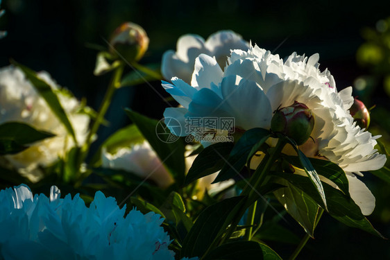 花朵装饰着白色的花朵在园里盛开图片