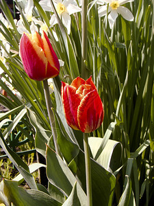 红色和黄春季郁金香花背景图片