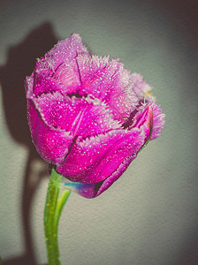 紫色的郁金香花图片