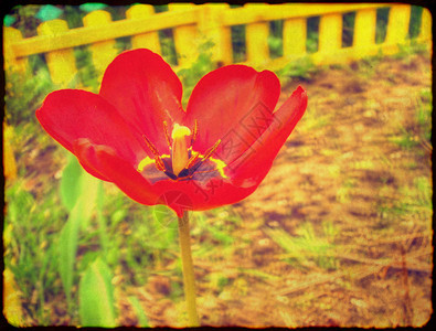 鲜艳红色郁金香花图片