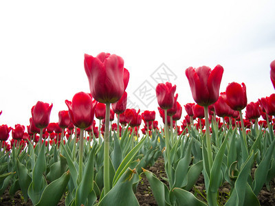 春花由许多红色的郁金香组成合自然背景图片