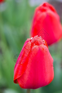 花园里有红色的郁金香花春天背景图片