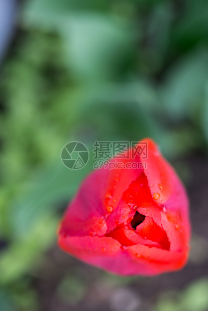 花园里有红色的郁金香花春天背景图片