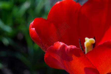 花园里红色的郁金香花宏观照片图片