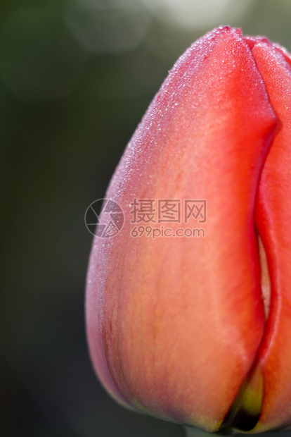 花园里红色的郁金香花宏观照片图片