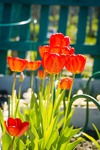 阳光明媚的红色郁金香在花园春天盛开图片