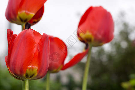 花园里有红色的郁金香花图片