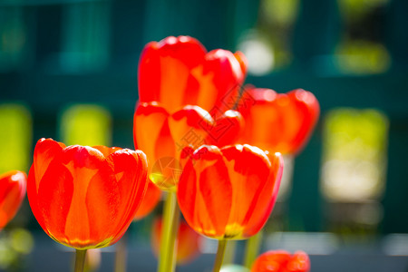 花园里有红色的郁金香花图片