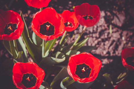 花园里的红色郁金香花图片