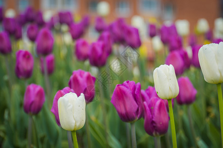 明亮的郁金香开花棚里的春城市街道装饰图片