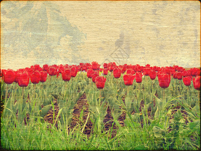 红色郁金香的旧染纸背景背景图片