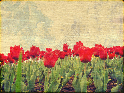 红色郁金香的旧染纸背景图片