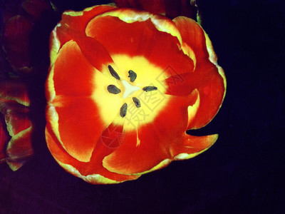 红色郁金香反光效果的后背景图片