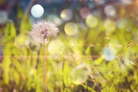 露天照片夏季花园里有种子过滤背景图片