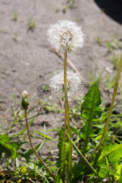 露迪利安的特写照片夏季花园里有种子图片