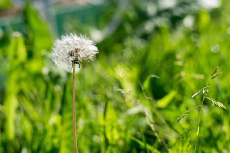 露迪利安的特写照片夏季花园里有种子图片