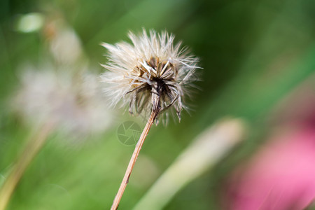 露迪利安的特写照片夏季花园里有种子图片