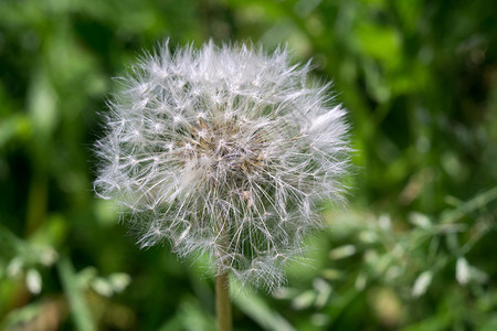 紧贴着白花朵的帽子天然背景图片