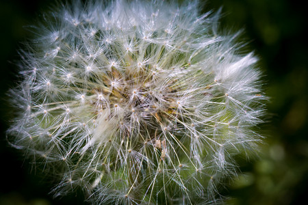 紧贴着白花朵的帽子天然背景图片