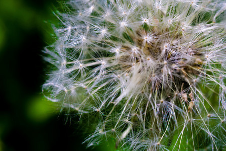 紧贴着白花朵的帽子天然背景图片