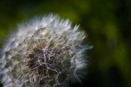 紧贴着白花朵的帽子天然背景图片