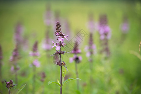 绿色草原上盛开的紫色花朵图片