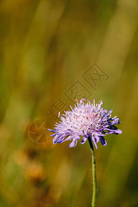 紫罗兰花朵在草原上开宏观图片