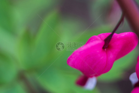 粉红色血的心花关闭照片背景图片